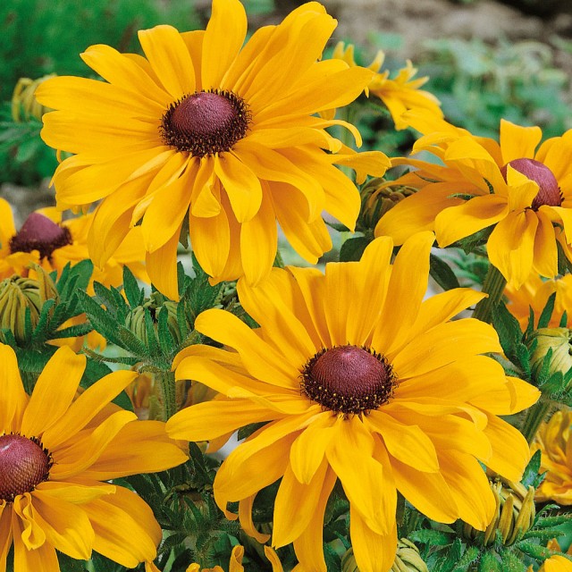 Rudbeckia Goldilocks Plants- 6 Pack