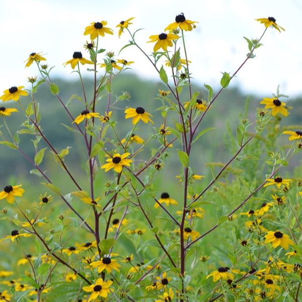 Tribola Rudbeckia