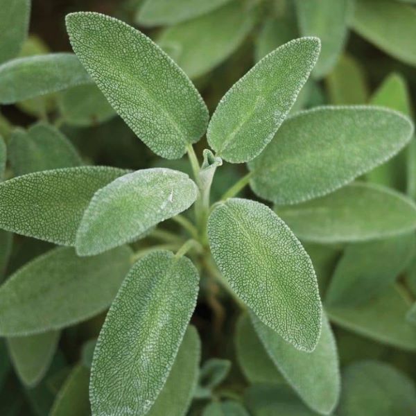 Broad-Leaved Sage Herb Plant