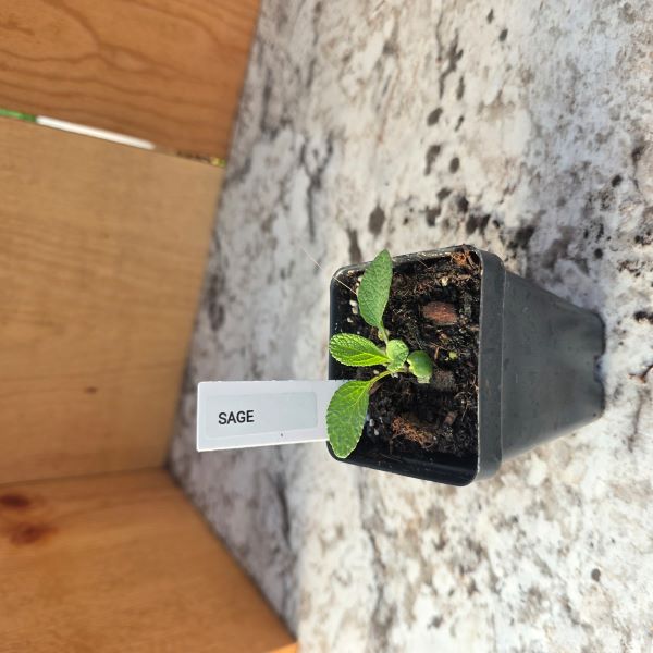 Broad-Leaved Sage Herb Plant