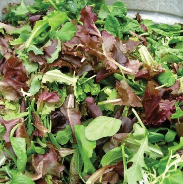 Lettuce Salad Mix Plants