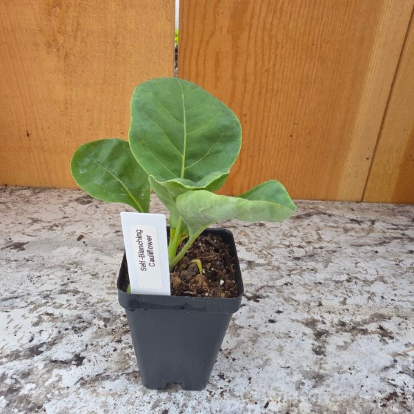 Cauliflower Self-Blanching Plant