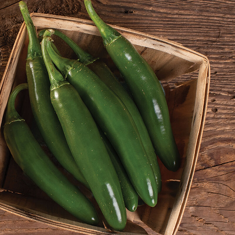Serrano Pepper Plant
