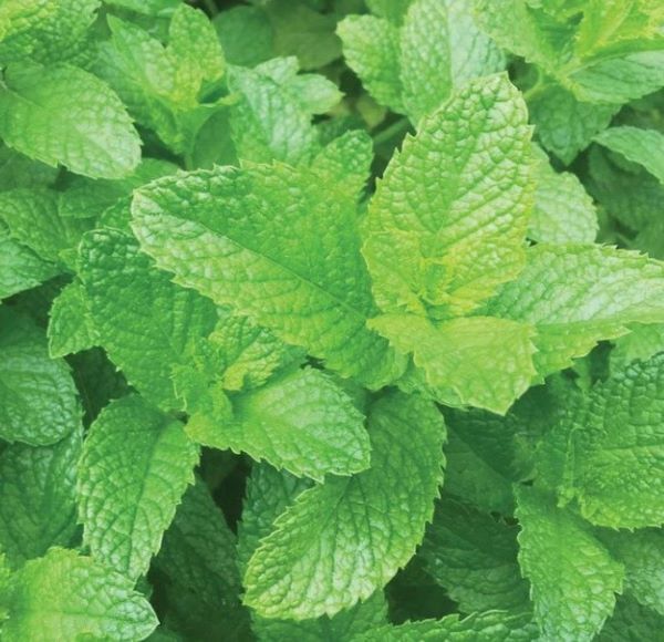 Spearmint Herb Plant