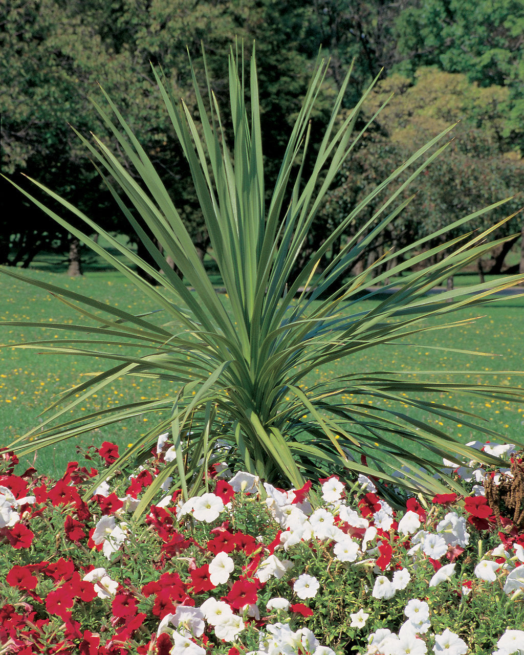 Dracaena Spikes Plant