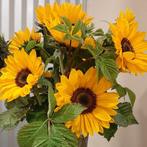 Full Season Subscription- 10 Wrapped Bouquets (no vase) PICKUP @ FARM