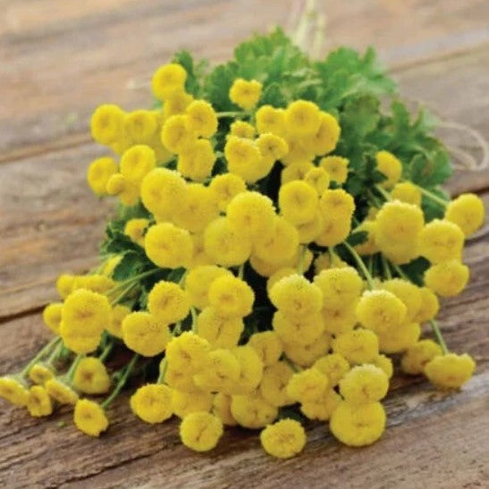 Feverfew Plant