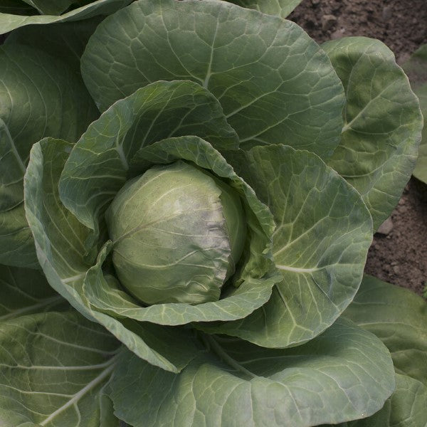 Tiara Baby Cabbage Plants- 4 pack