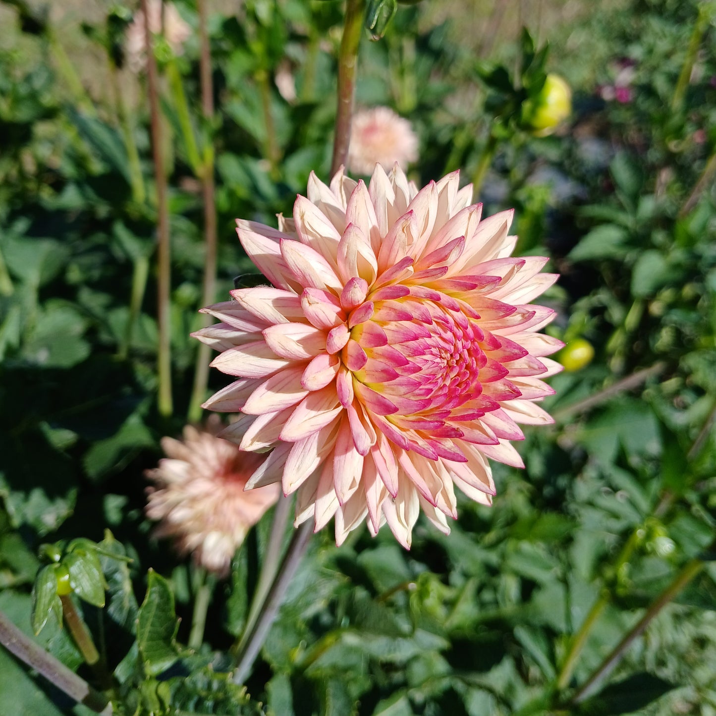 Valley Porcupine Dahlia Tuber