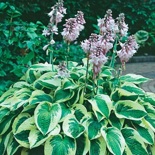 Wide Brim Variegated Hosta Plant