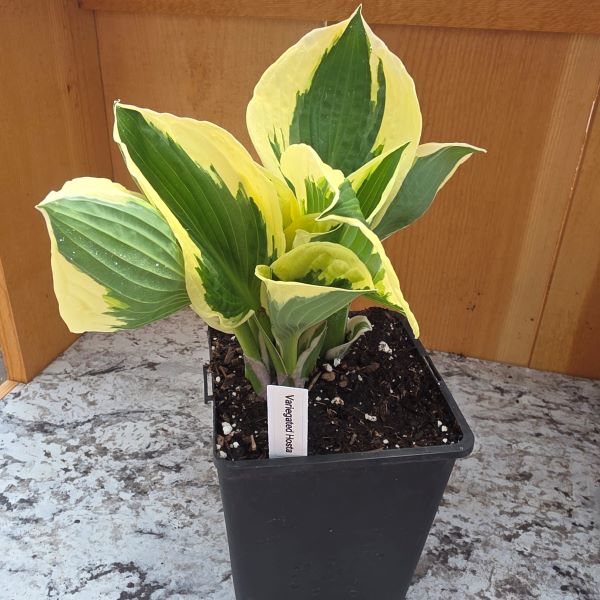 Wide Brim Variegated Hosta Plant