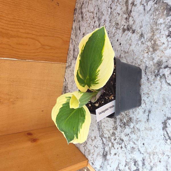 Wide Brim Variegated Hosta Plant