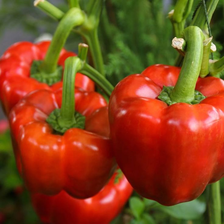 Yolo Wonder Bell Pepper Plant