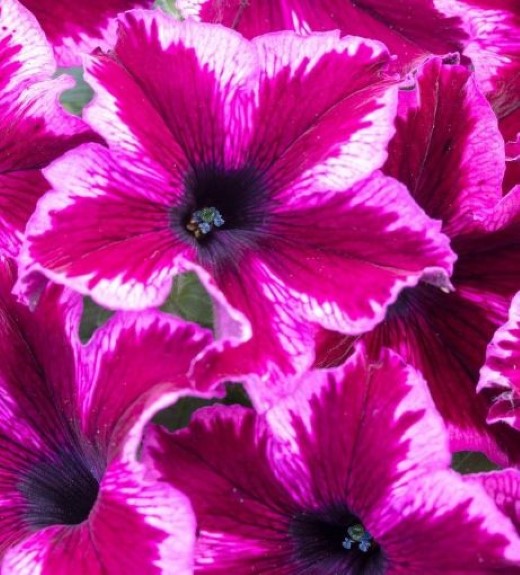 Crazytunia Cosmic Pink Petunia Plant