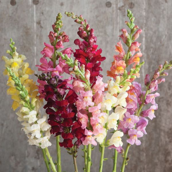 Rocket Mix Snapdragons 6 packs