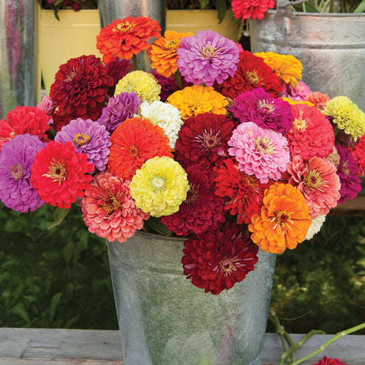 Benary's Giant Mix Zinnia 6 pack