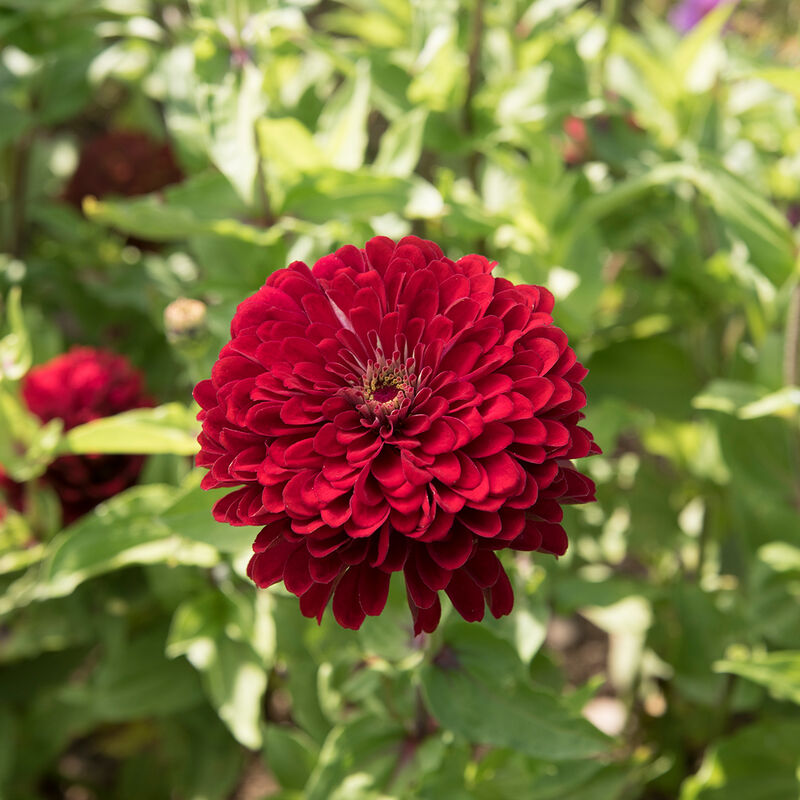 Deep Red Benary's Giant Zinnia 6 pack