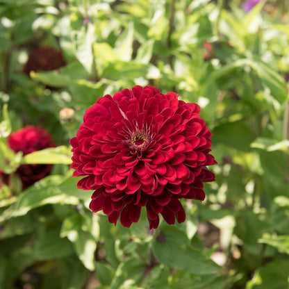 Deep Red Benary's Giant Zinnia 6 pack