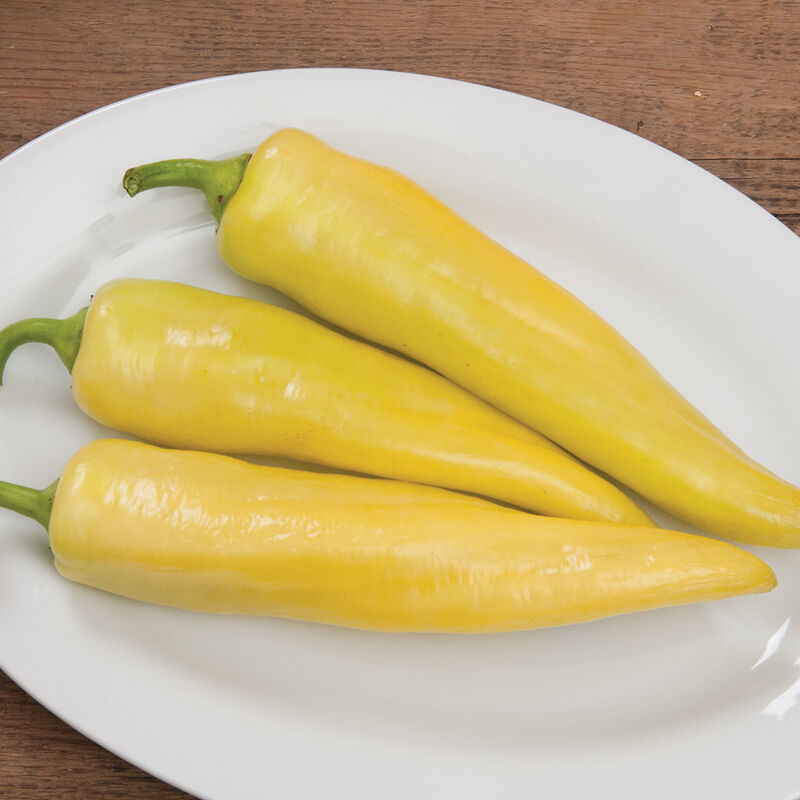 Sweet Banana Pepper Plant