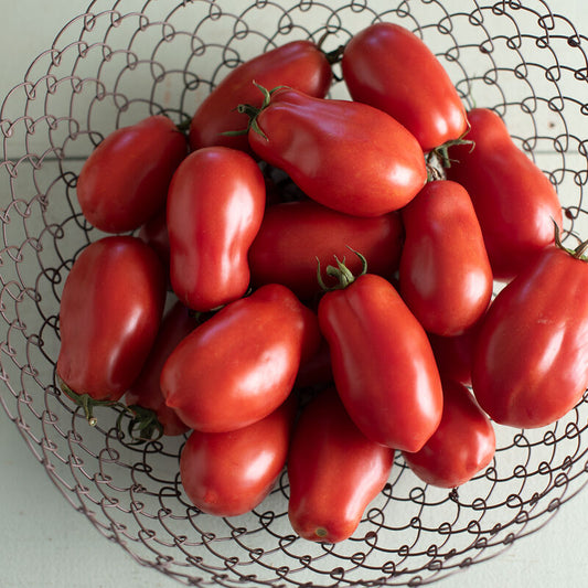 San Marzano Tomato Plant