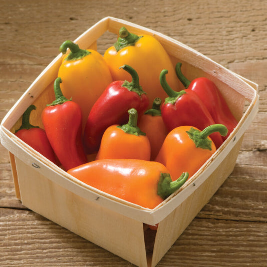Lunchbox Color Mix Sweet Snack Pepper