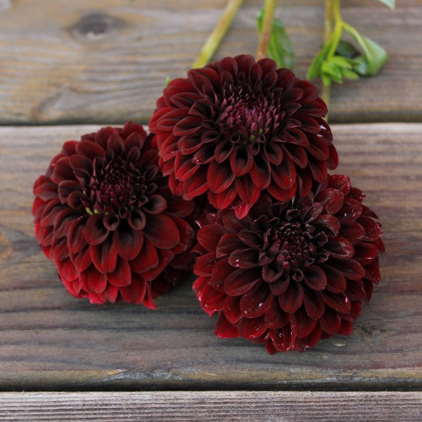 Black Satin Dahlia Tuber