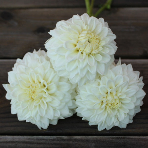 Blizzard Dahlia Tuber