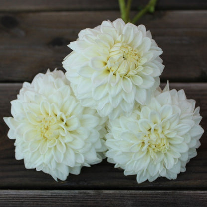 Blizzard Dahlia Tuber