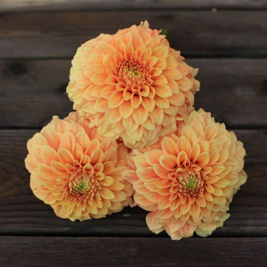 Bracken Palomino Dahlia Tuber