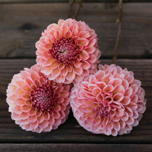 Bracken Rose Dahlia Tuber