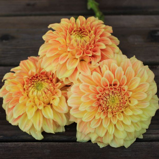 Bracken Sarah Dahlia Tuber