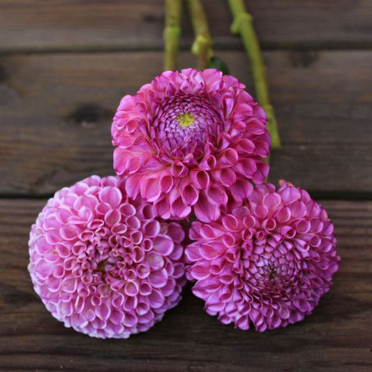 Caitlin's Joy Dahlia Tuber