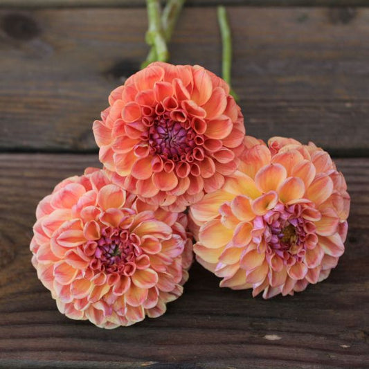 Chewy Dahlia Tuber