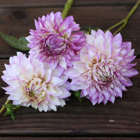 Clearview Debby Dahlia Tuber