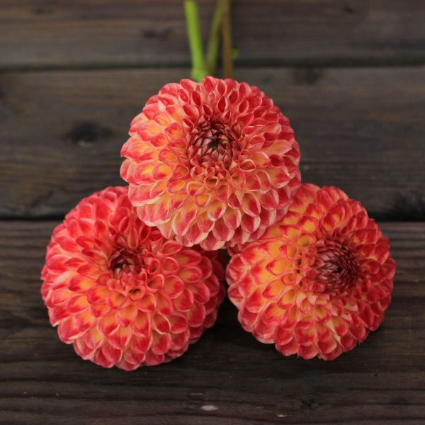 Camano Mordor Dahlia Tuber