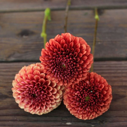 Copper Boy Dahlia Tuber