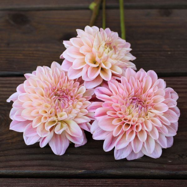 Coralie Dahlia Tuber