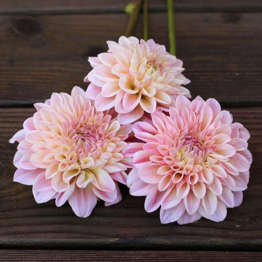 Coralie Dahlia Tuber