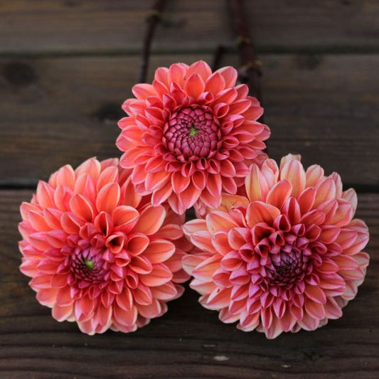 Daisy Duke Dahlia Tuber