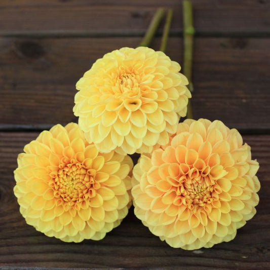 Darcy Dahlia Tuber