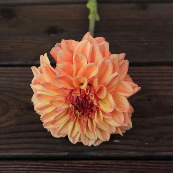 Ferncliff Copper Dahlia Tuber