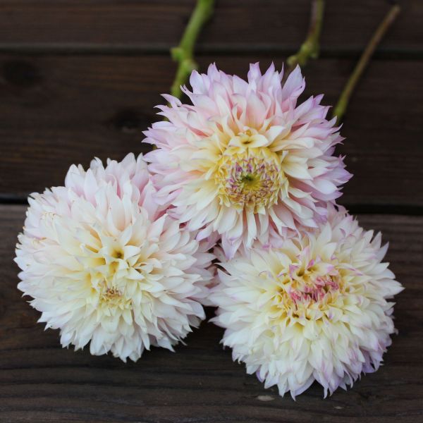 Hollyhill Pinkie Dahlia Tuber