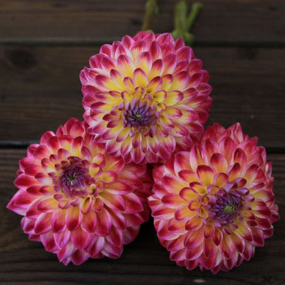 Hapet Daydream Dahlia Tuber