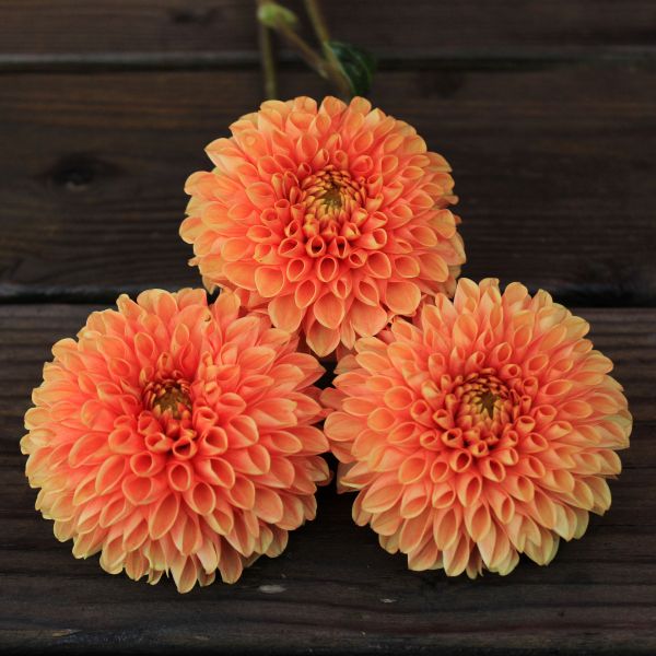 Jowey Nicky Dahlia Tuber