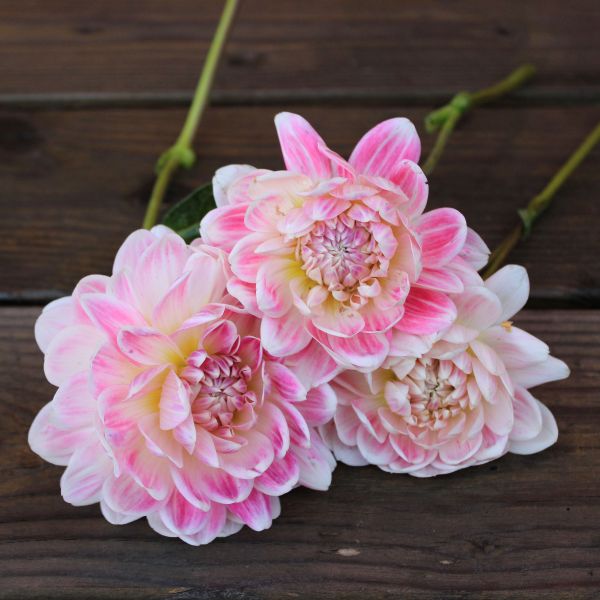 Kelgai Ann Dahlia Tuber