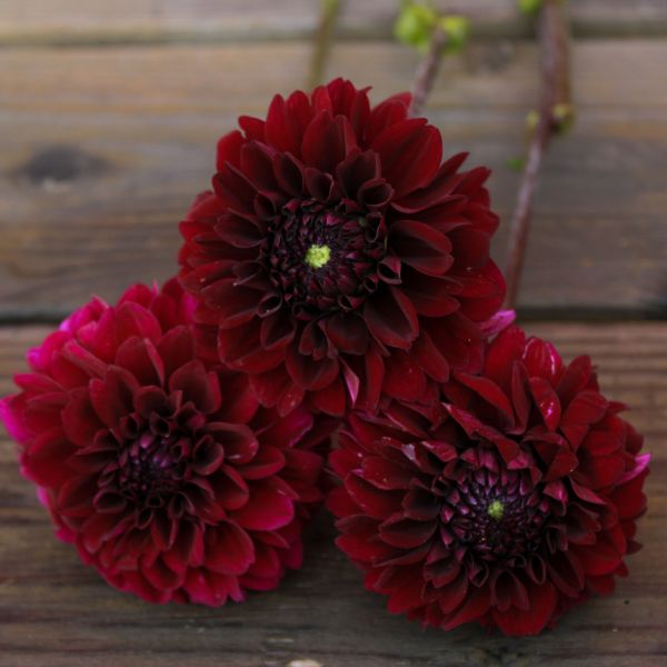Lights Out Dahlia Tuber