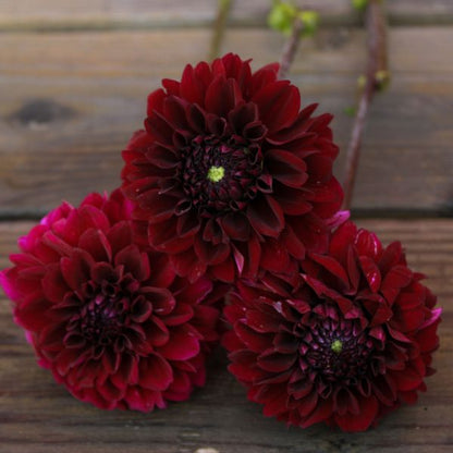 Lights Out Dahlia Tuber
