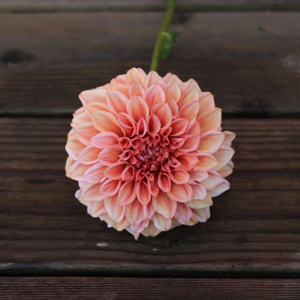 Orange Globe Dahlia Tuber