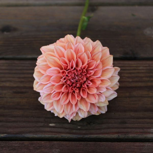 Orange Globe Dahlia Tuber