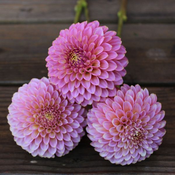 Skipley Spot of Gold Dahlia Tuber